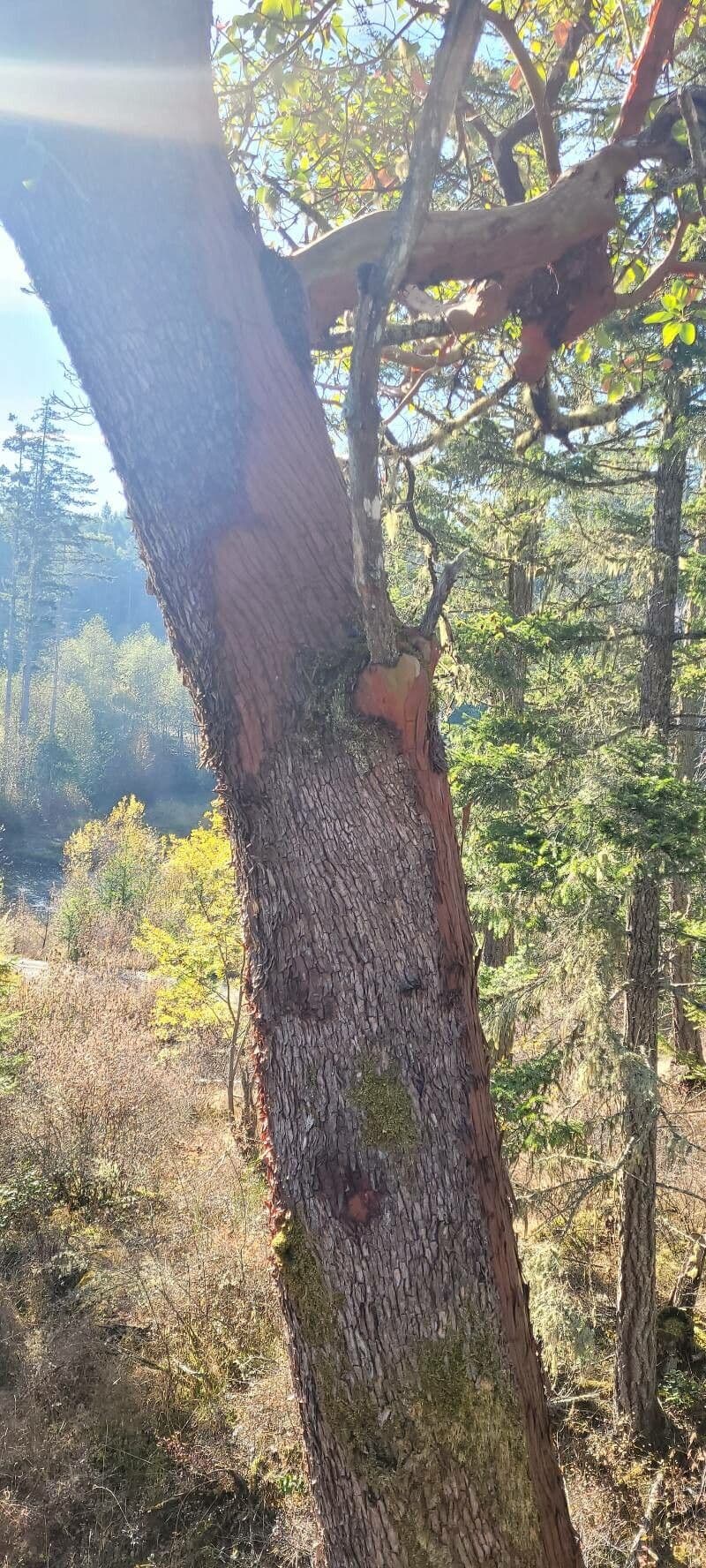 Arbutus menziesii 22