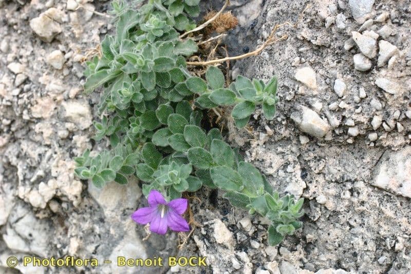 Campanula mollis 9