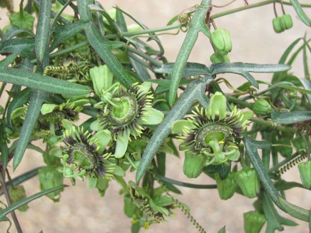 Passiflora 4