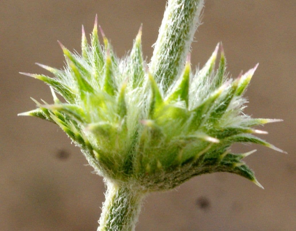 Sideritis hirsuta 2