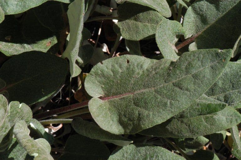 Eriogonum 14