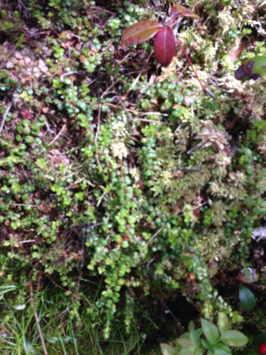Gaultheria 7