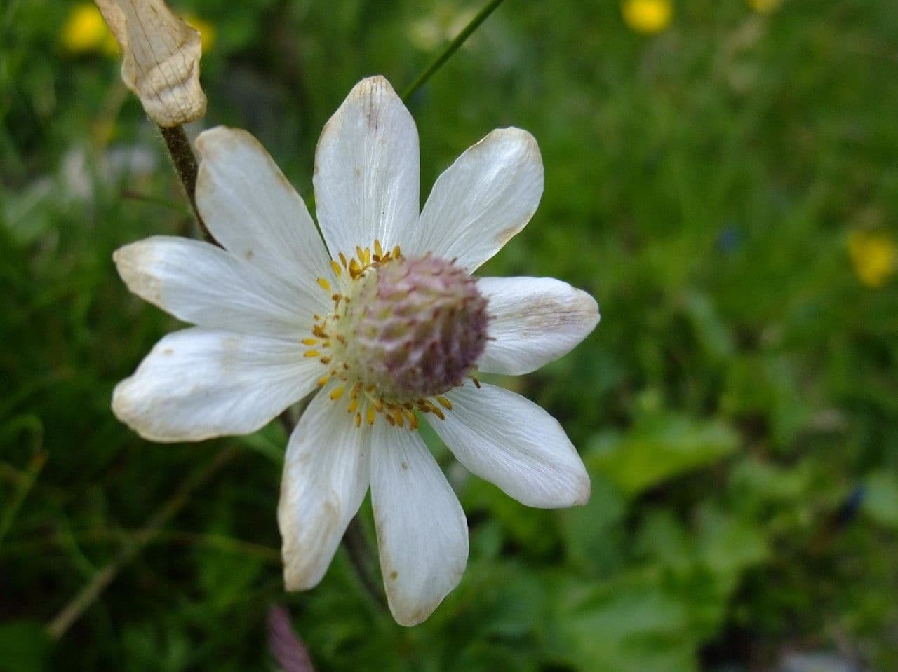 Callianthemum coriandrifolium 4