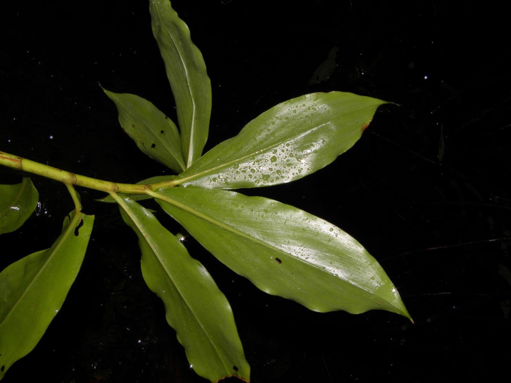 Costus scabro 9