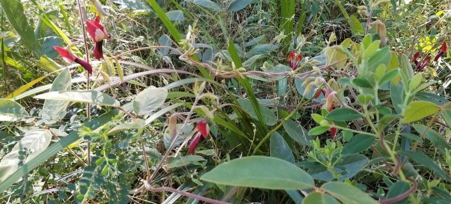 Kennedia rubicunda 7