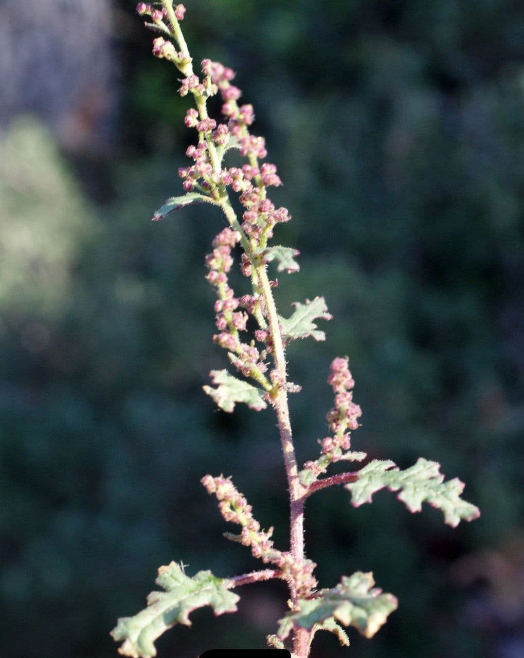 Chenopodio 4