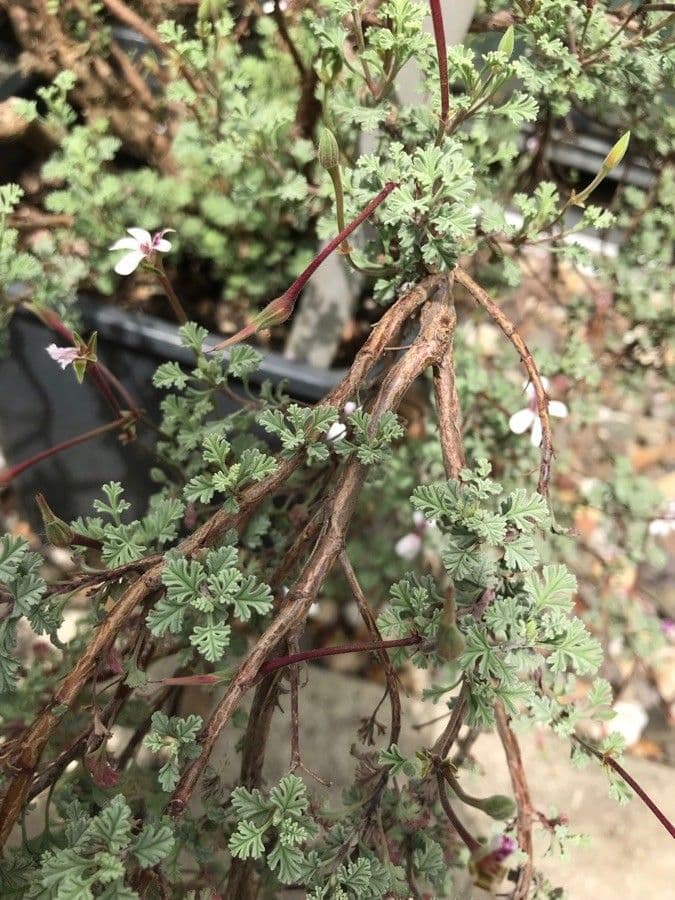 Geranium 12