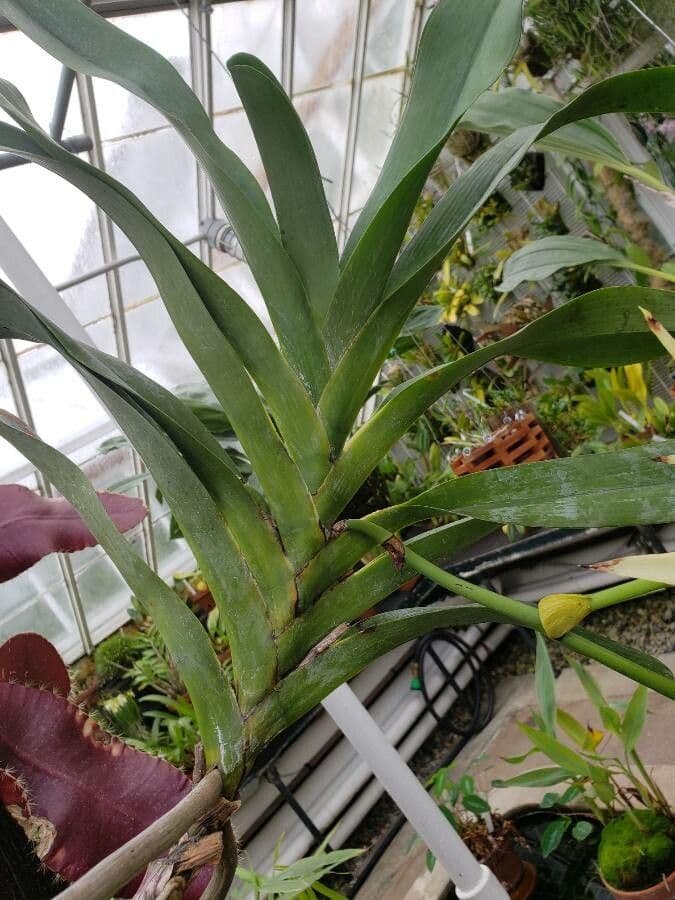Orchidea di Darwin 11