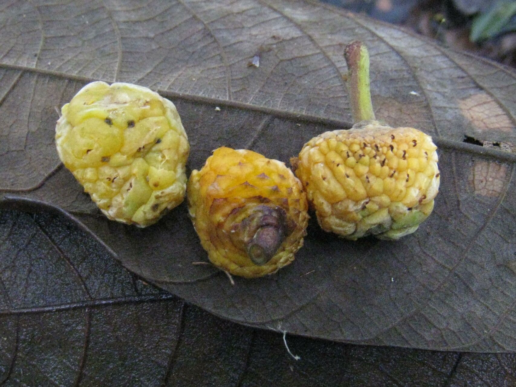 Helicostylis 11