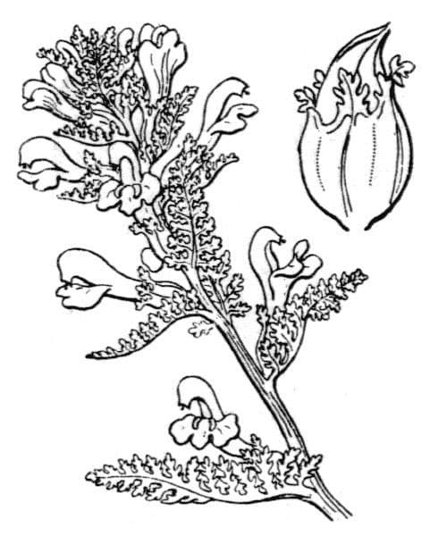 Pedicolare palude 26
