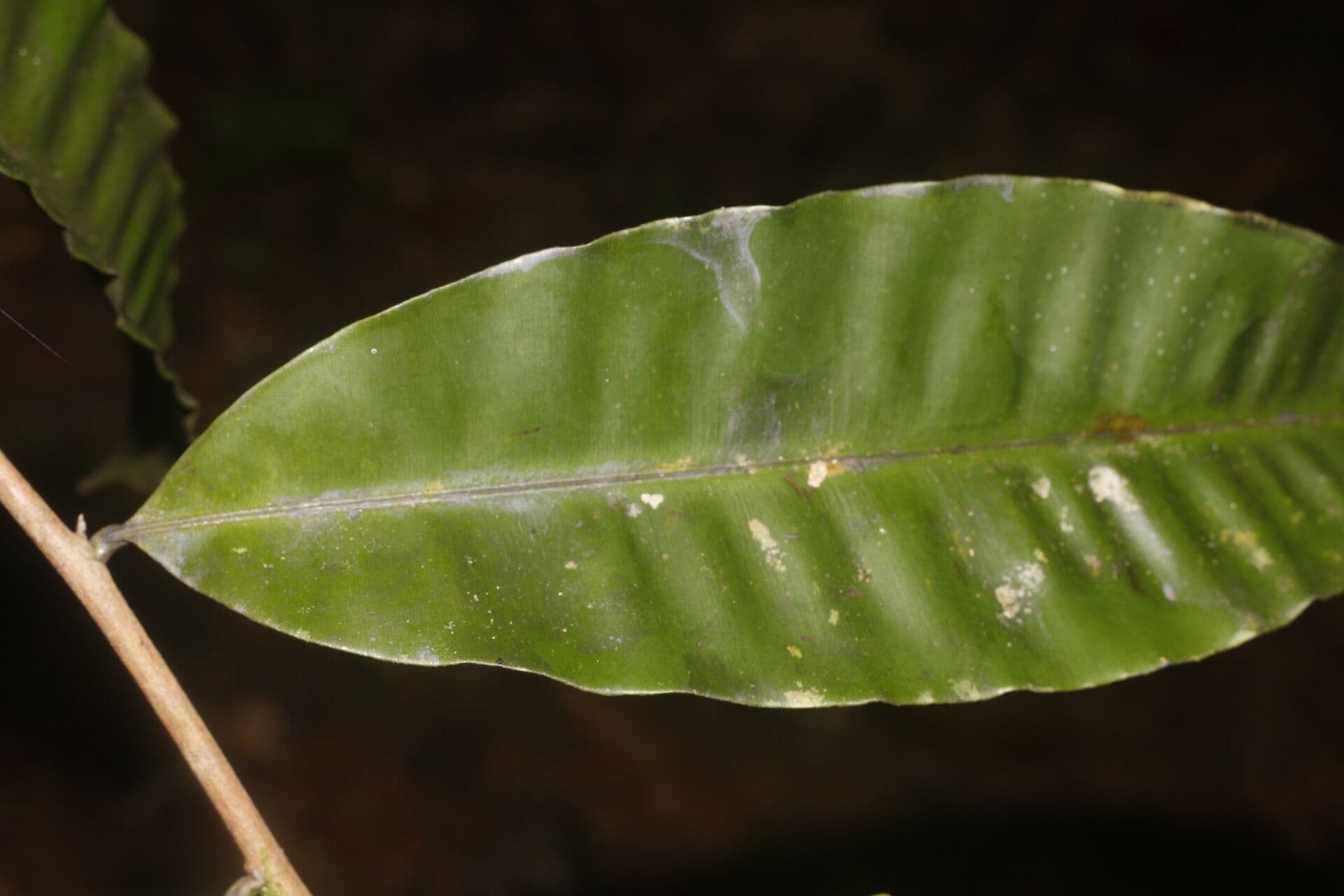 Elvasia 3