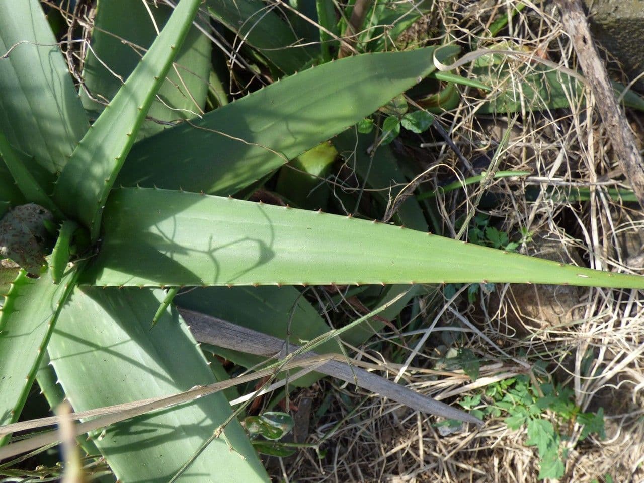 Aloe 9