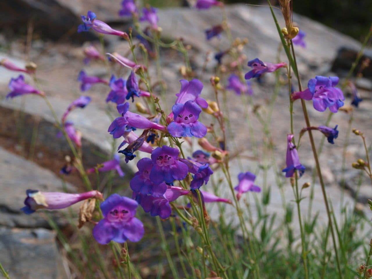 Penstemon azzurro 5
