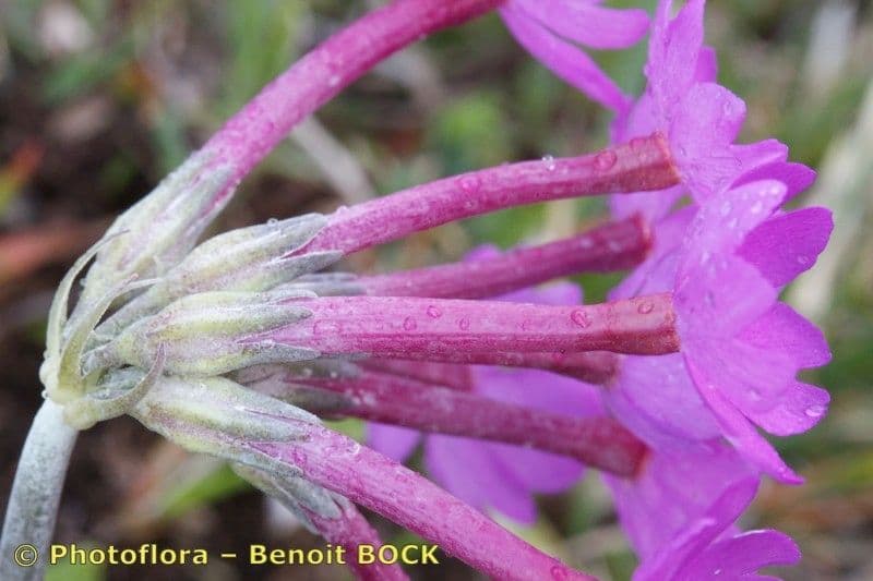 Primula di Haller 3