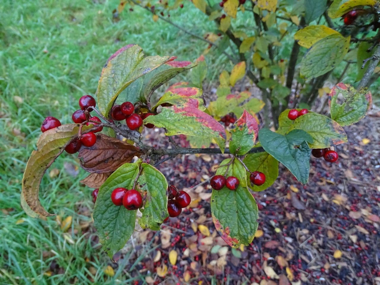 Cotoneaster di Rehder 4