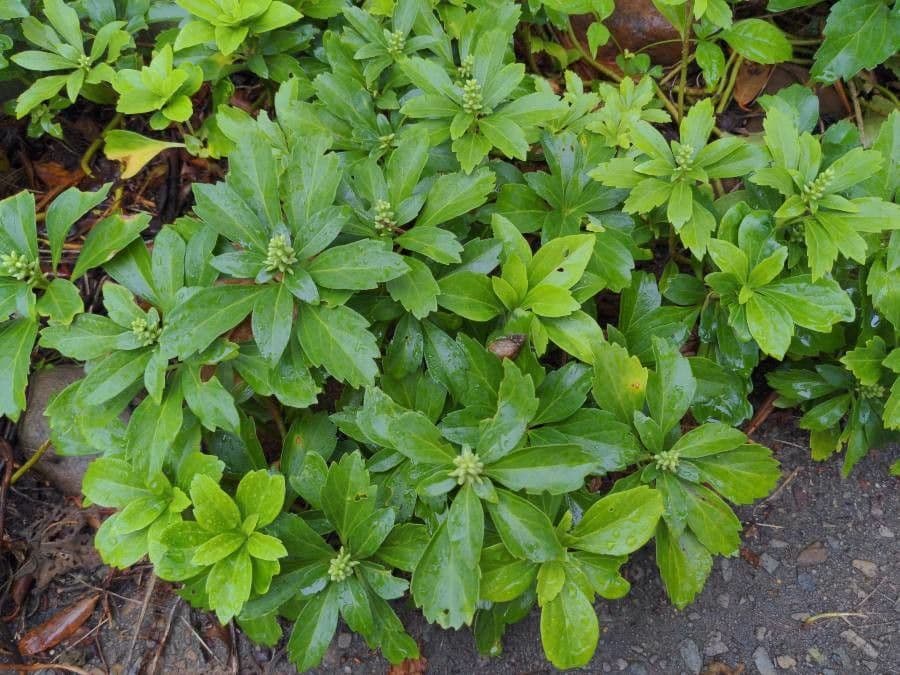 Pachysandra terminale 27