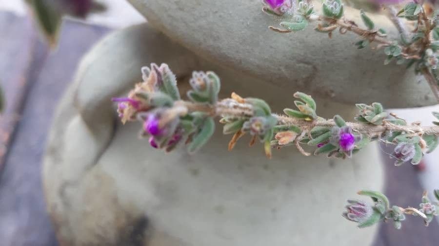 Mirabilis incarnata 11
