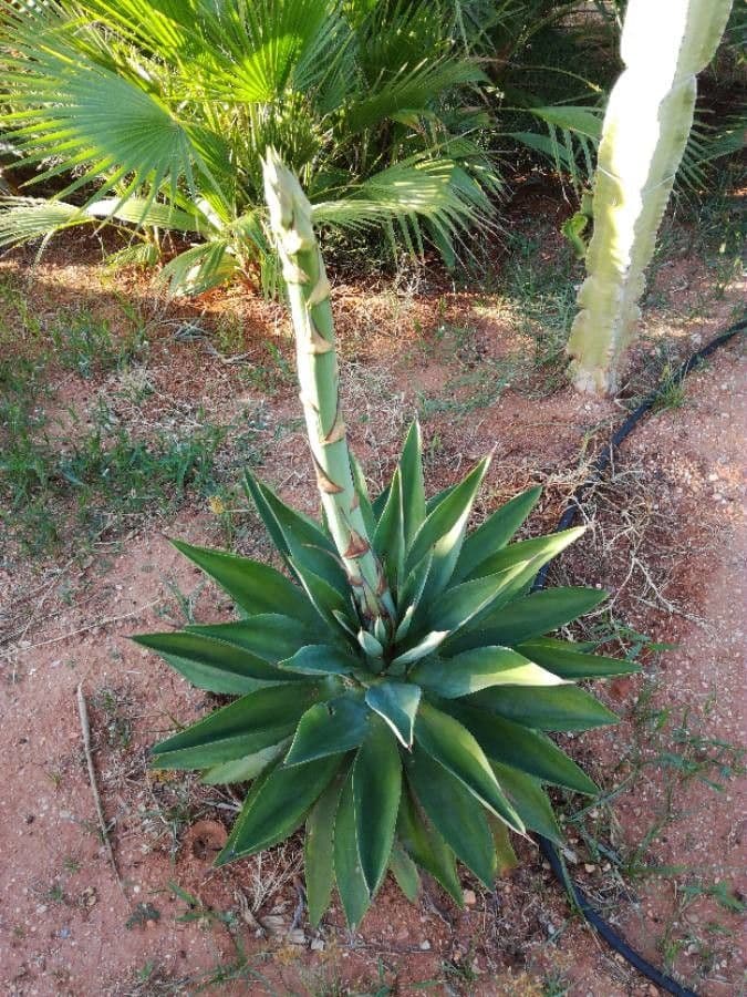 Sisal 25