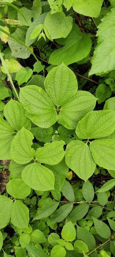 Dioscorea hispida 2