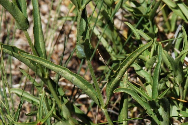 Penstemon di Watson 10