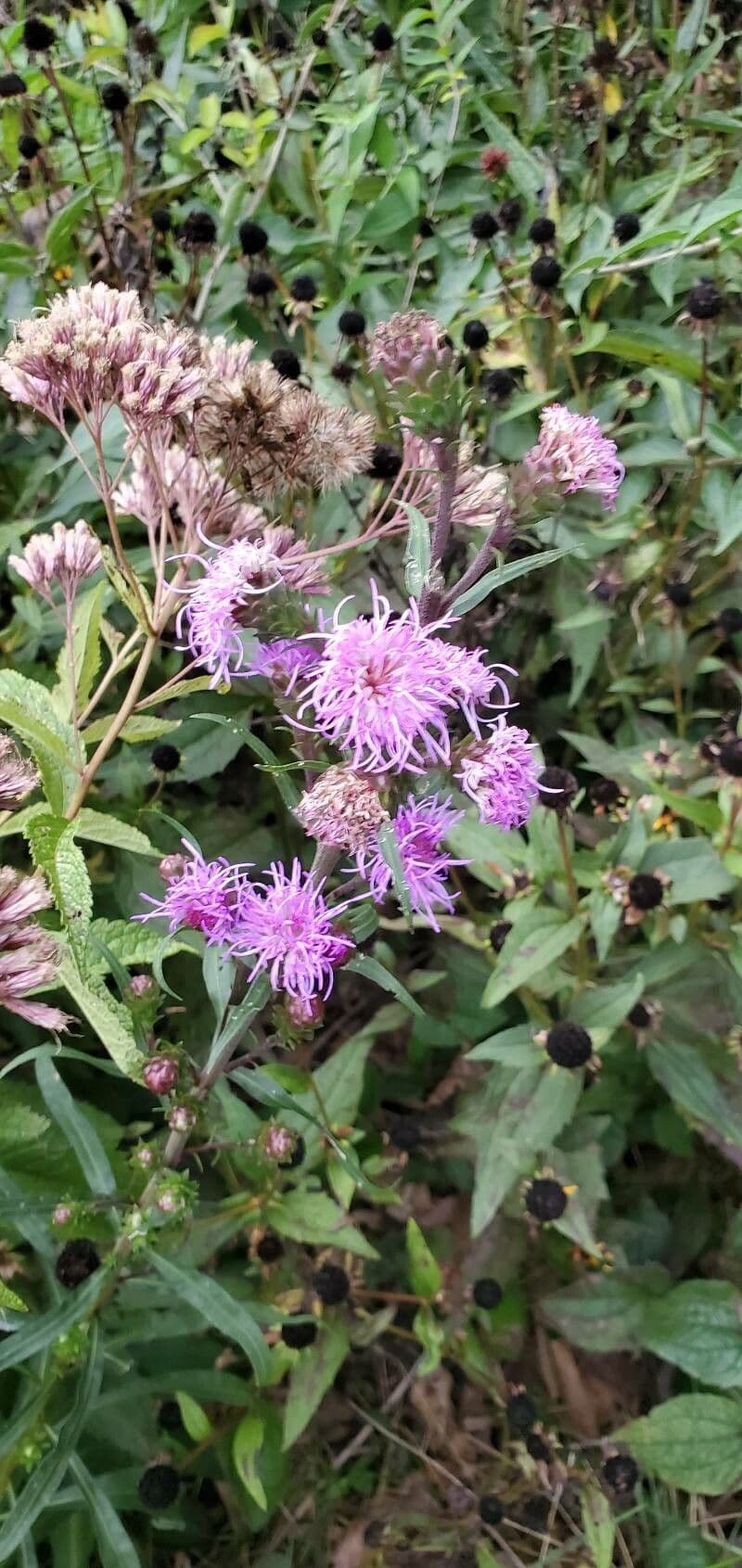 Liatris 6