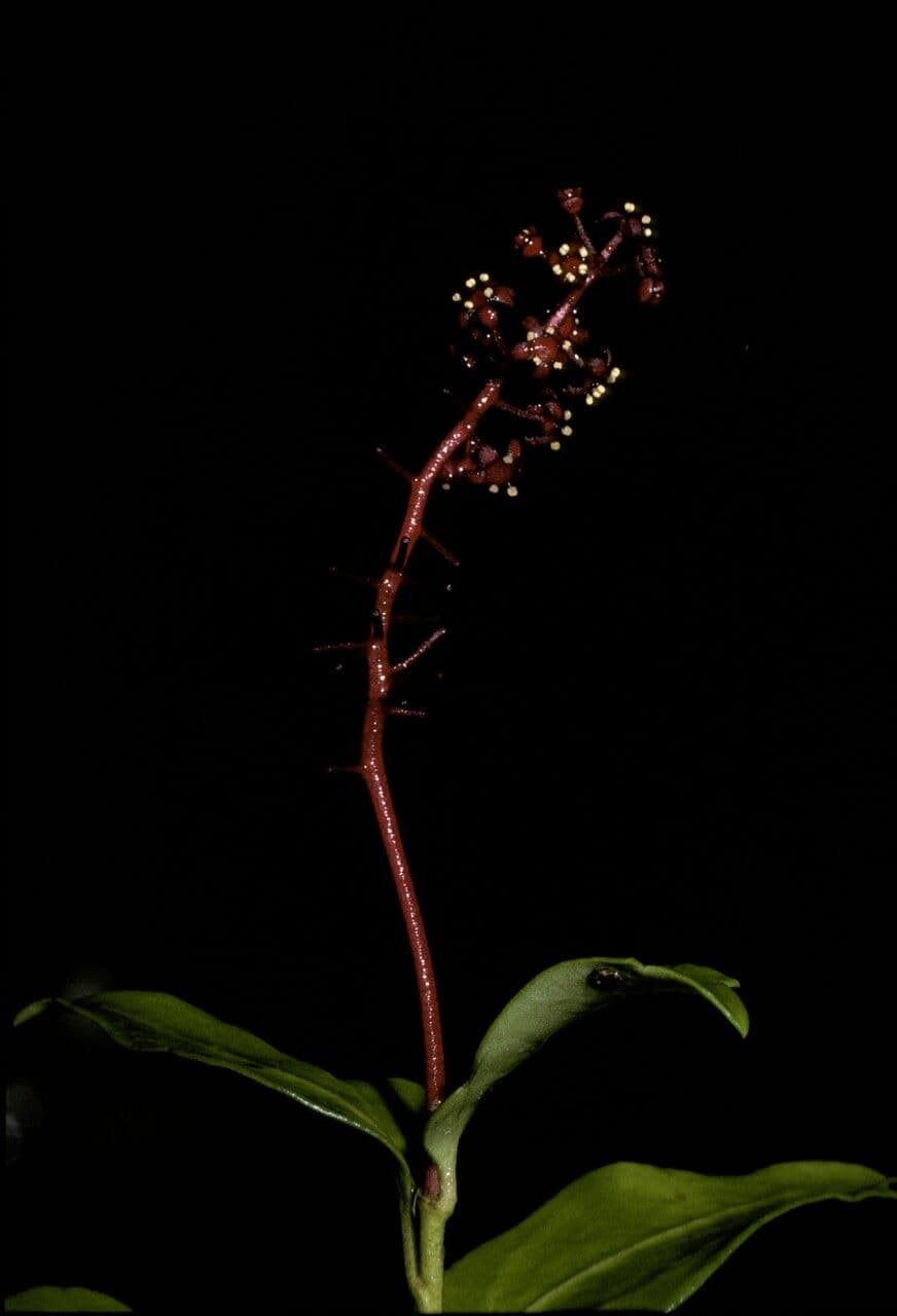 Griselinia 7