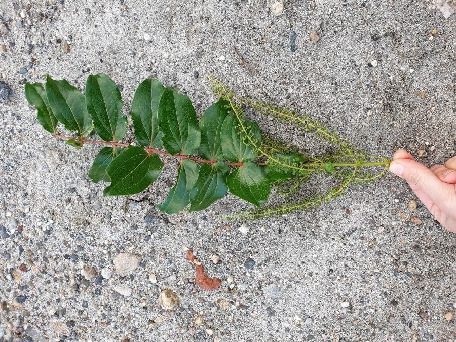 Coriaria arborea 5