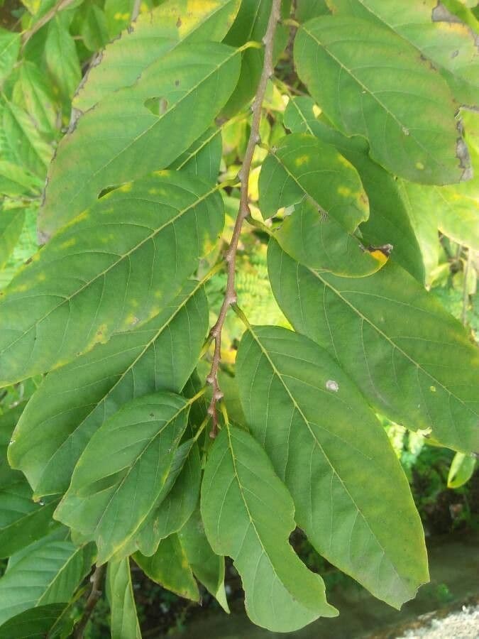 Pimientillo 10