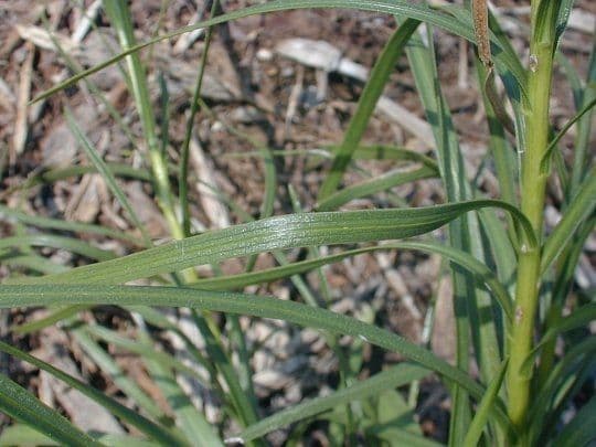 Liatris cilindrica 12