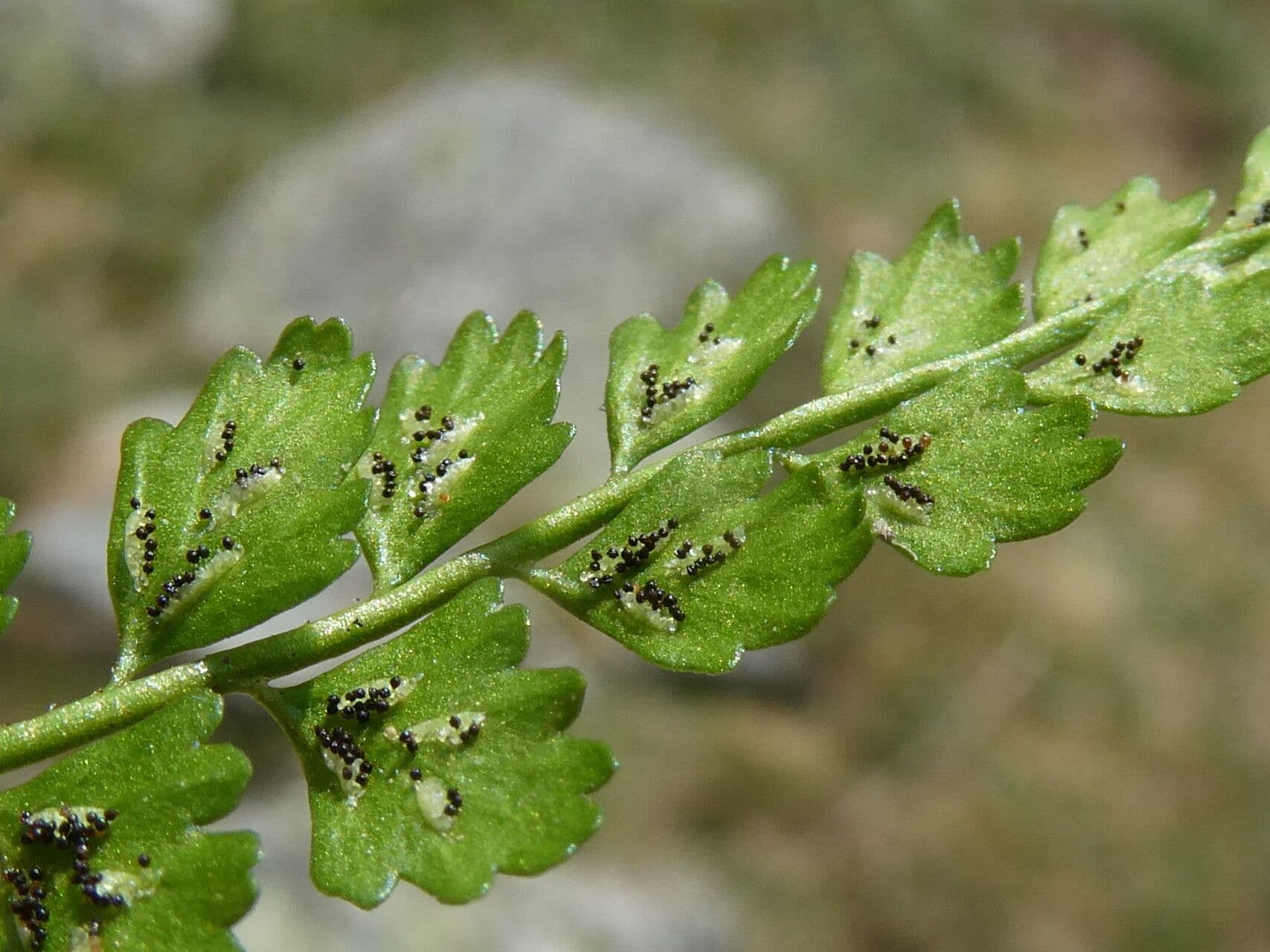 Asplenio verde 4