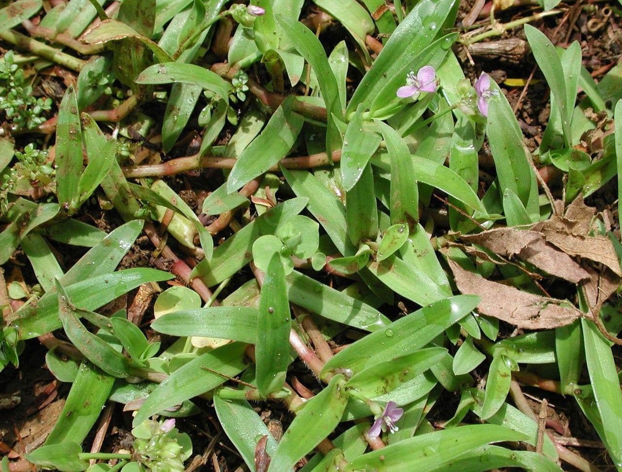 Murdannia nudiflora 8