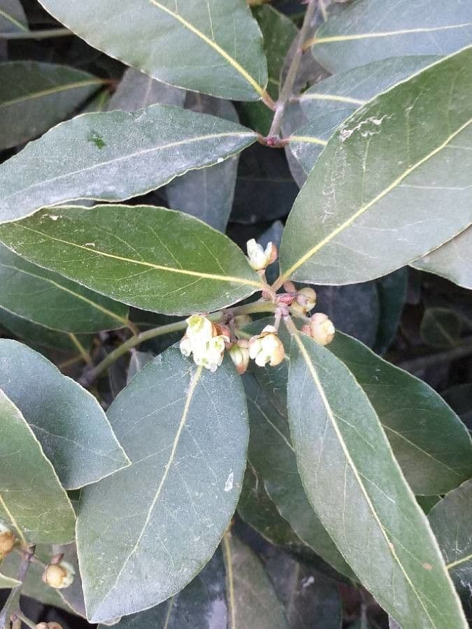 Laurel 7