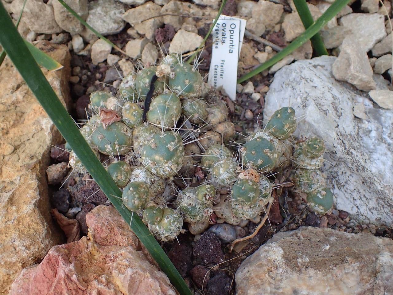 Maihueniopsis 3