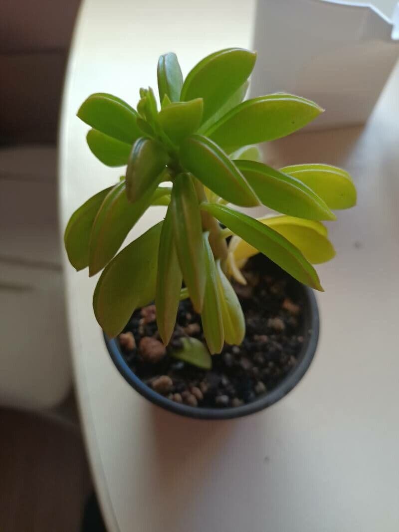Peperomia 10