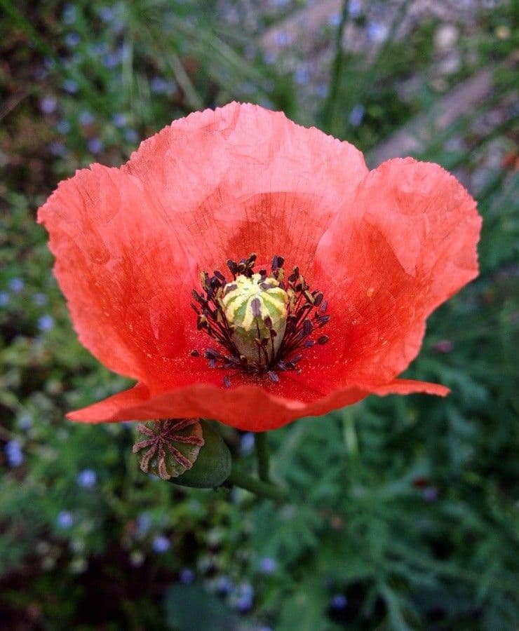 Saat-Mohn 10