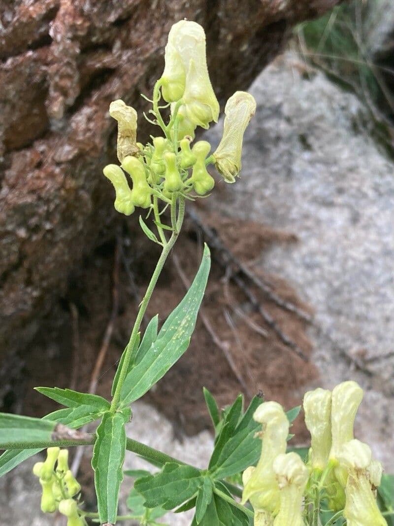 Fuchs-Eisenhut 5