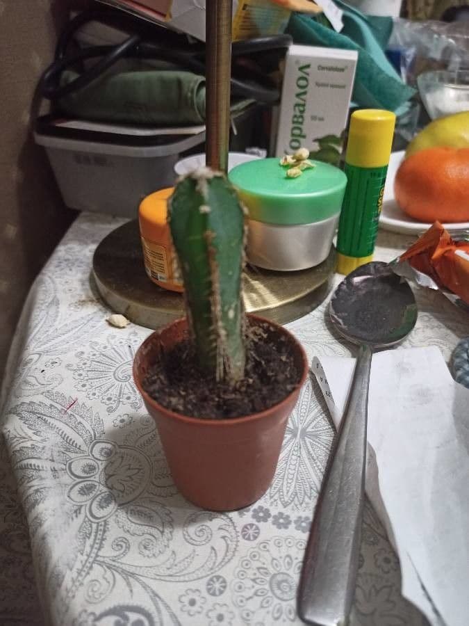 Cactus 14