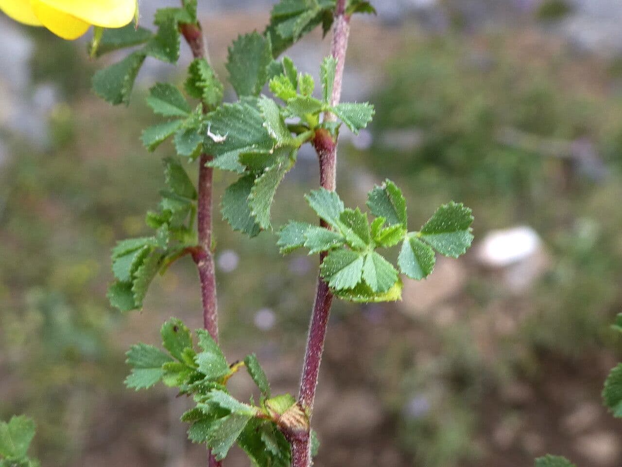 Ononis striata 17