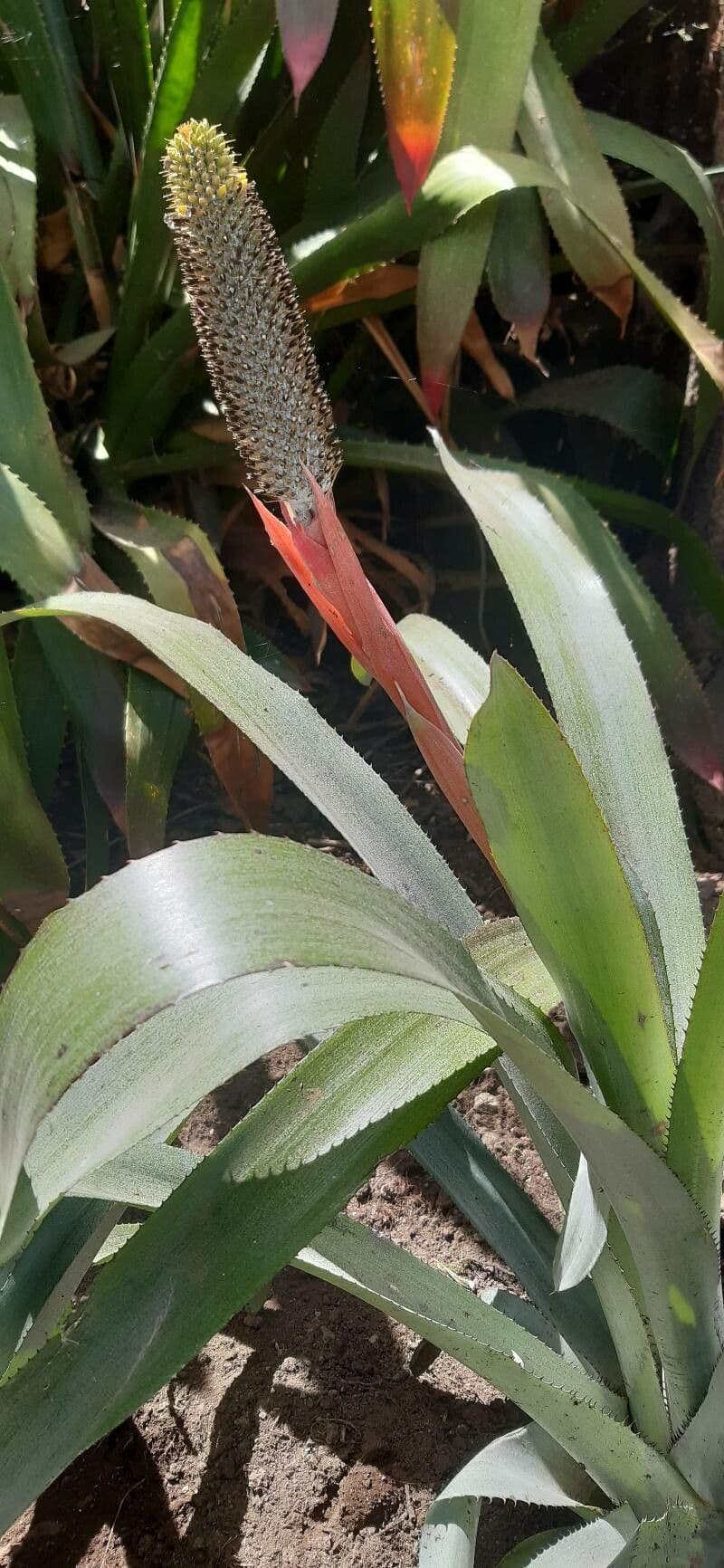 Aechmea 4
