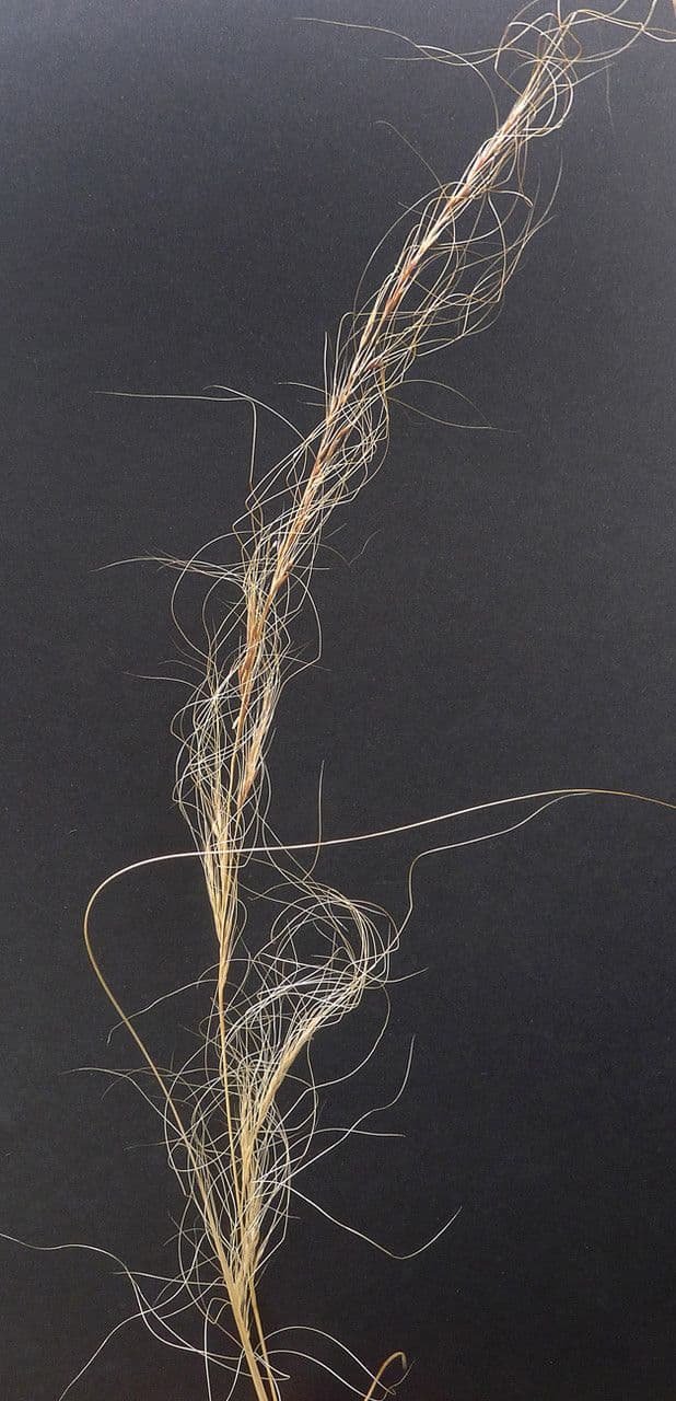 Nassella tenuissima 27
