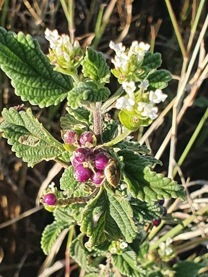Lippia de Java 4