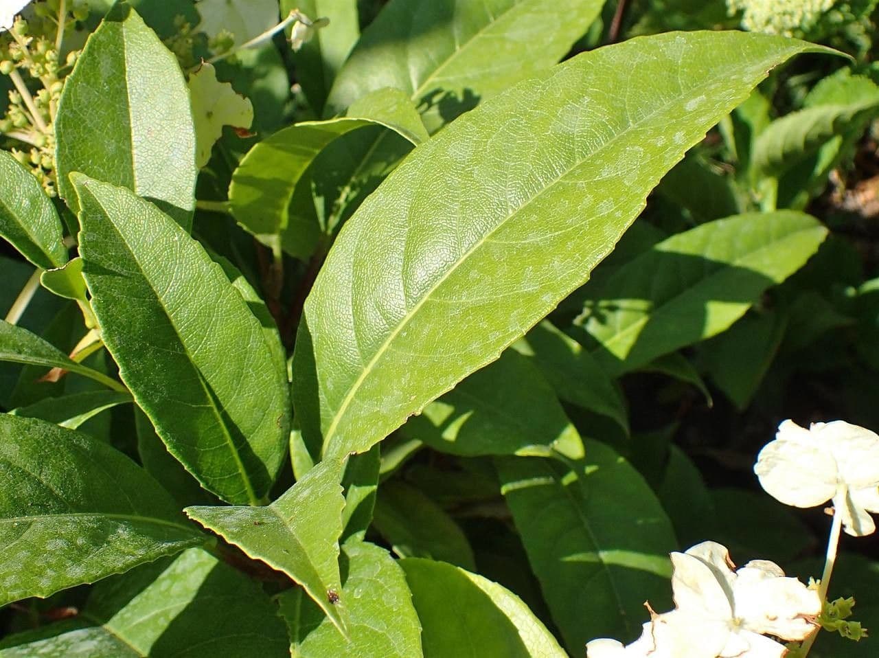 Hortenzie 9