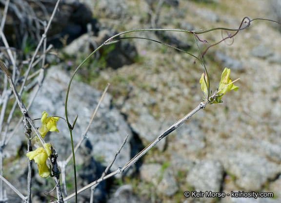 Neogaerrhinum 11