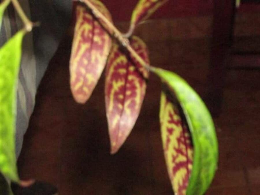 Aeschynanthus 6
