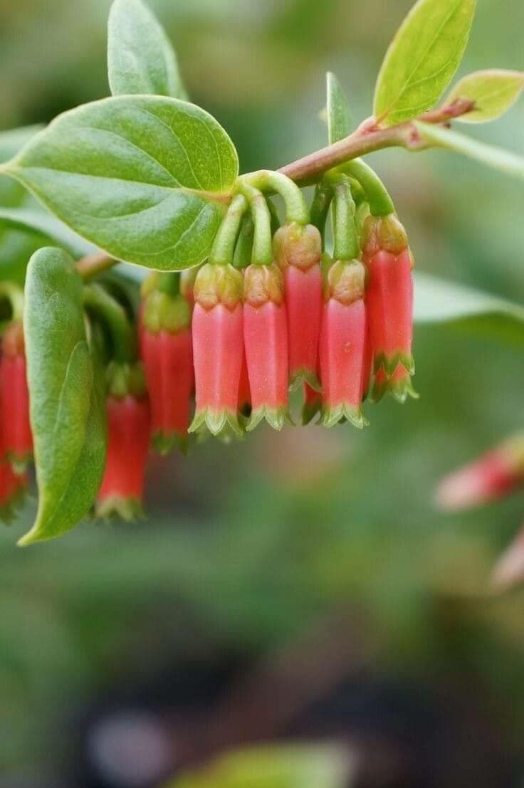 Macleania 2