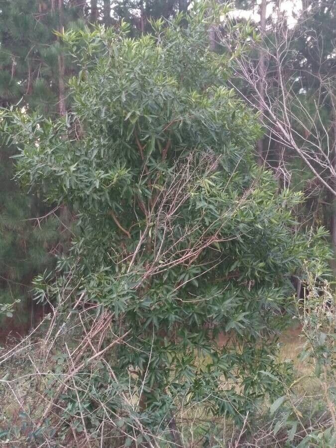 Tabernaemontana catharinensis 13