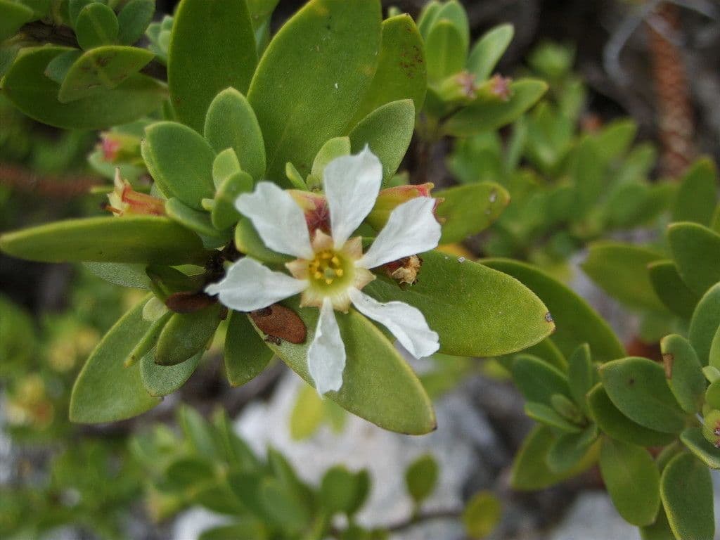 Pemphis acidula 6