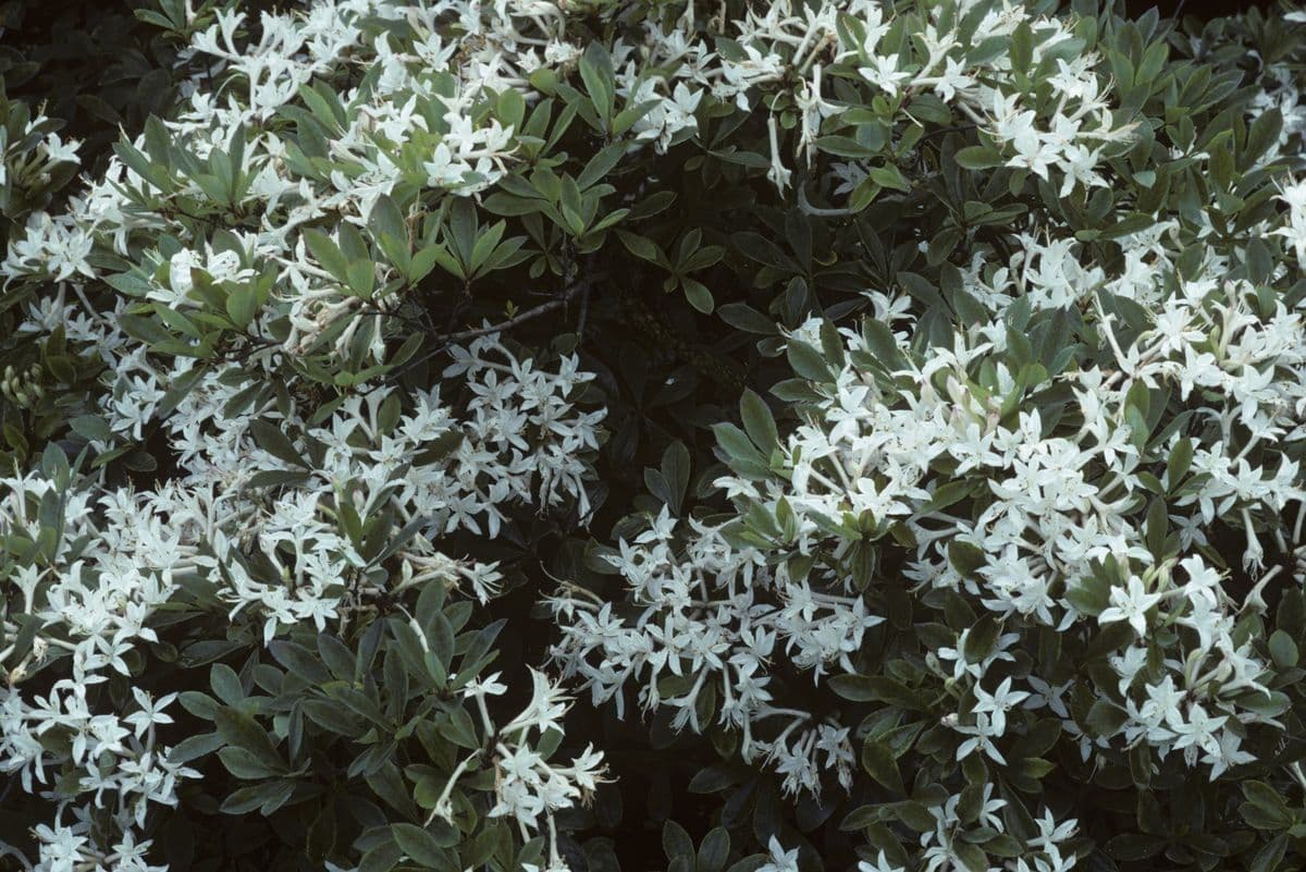 Rododendron 7