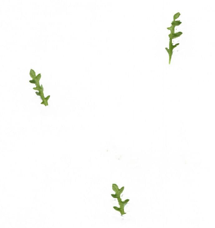 Chénopode multifide 15