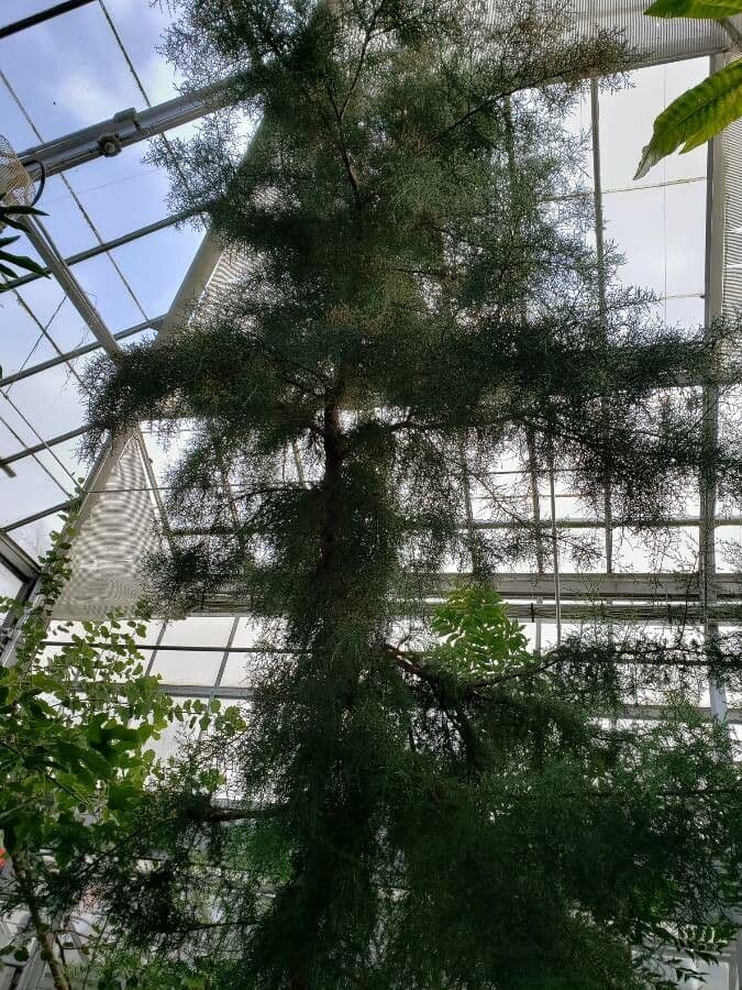 Widdringtonia